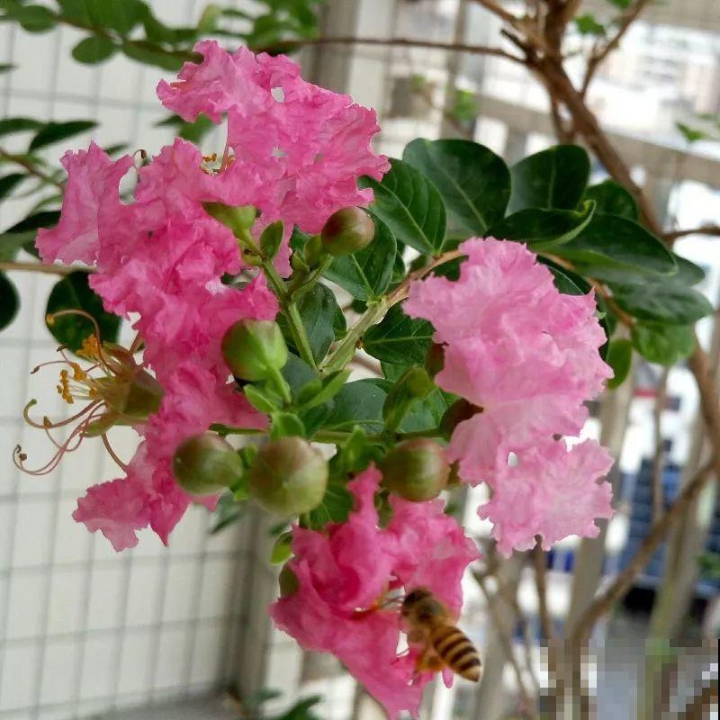 没人要的路边花，他搬回家养成宝，现在谁看了都想要！