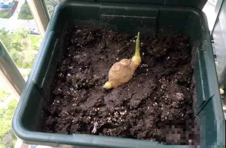 发芽的菜扔水里，15天长一桶，全家乐开花！