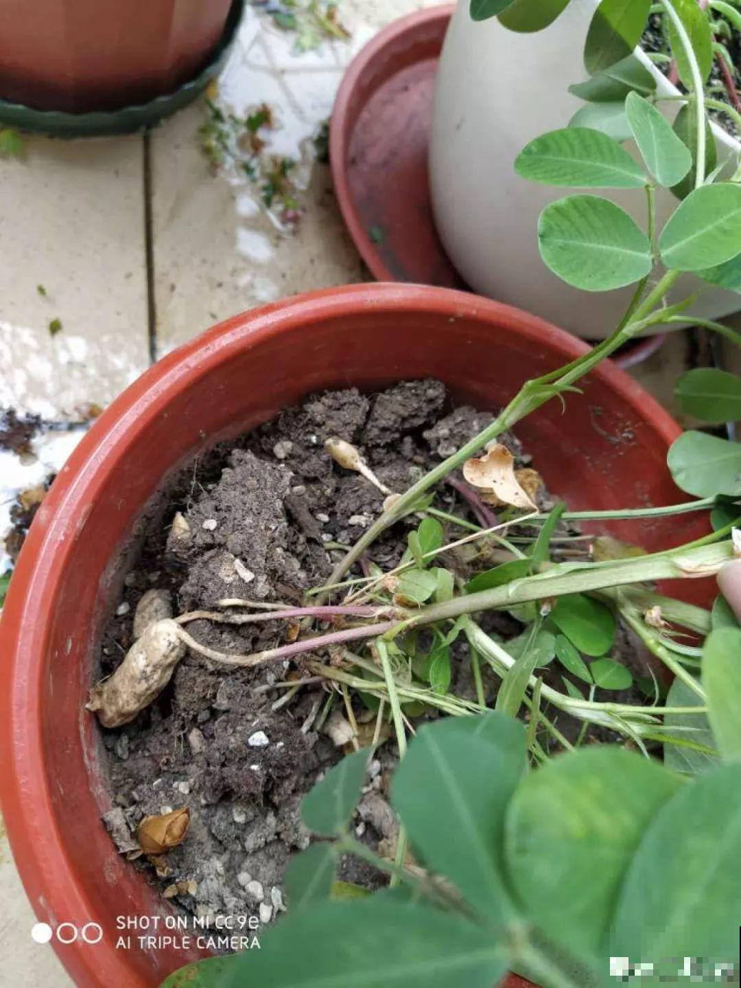 她用几粒花生米，种出一盆大花生，冒出来的豆芽根忒好看！