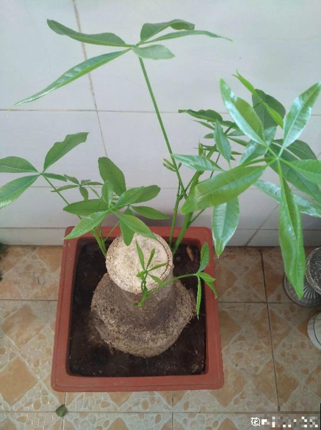 扔路边没人要的花，搬回家剃个头，俩月养成摇钱树！