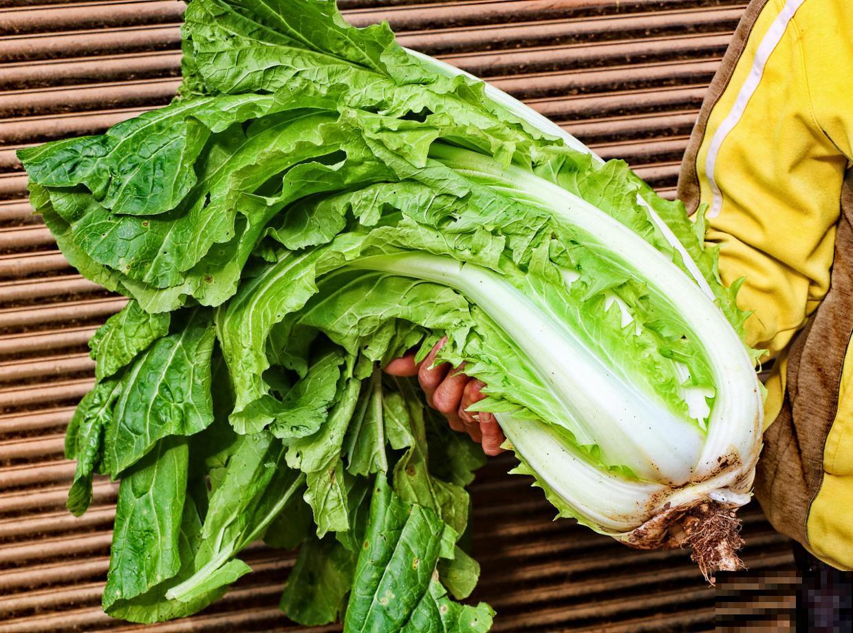 阳台白菜怎么养才能越来越紧实？这几招千万重视，简单的不得了
