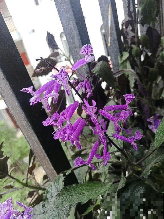 哪几种花可以做成干花？搞明白了有妙用，大家都羡慕