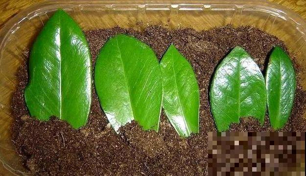 这6种寓意好的花，剪根枝就能活，摆在家里超养眼！
