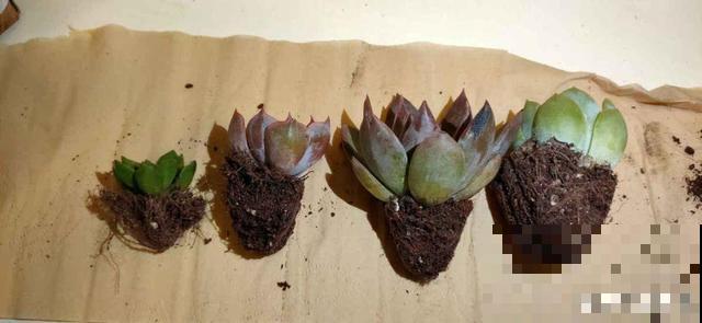 叶子一干就浇水？别傻了！越浇死得越快
