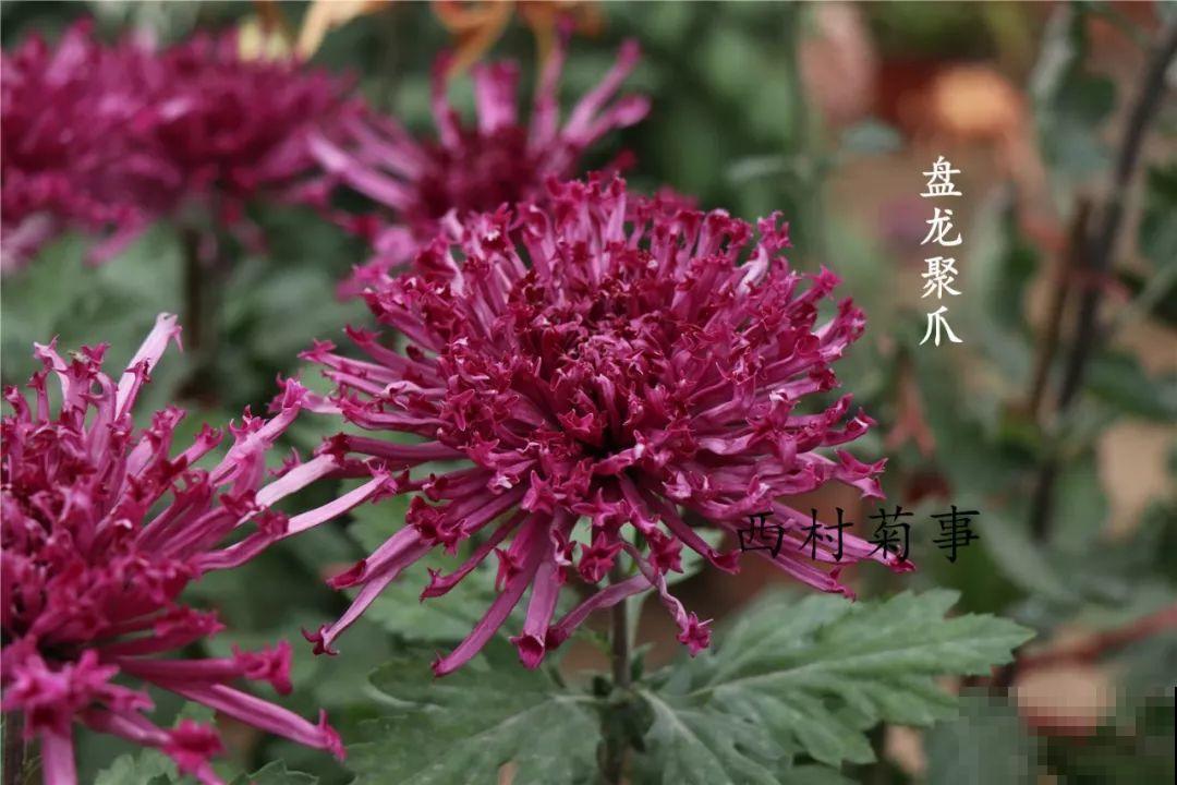 秋天啥花都可以不养，唯独这1种，100盆都不嫌多！