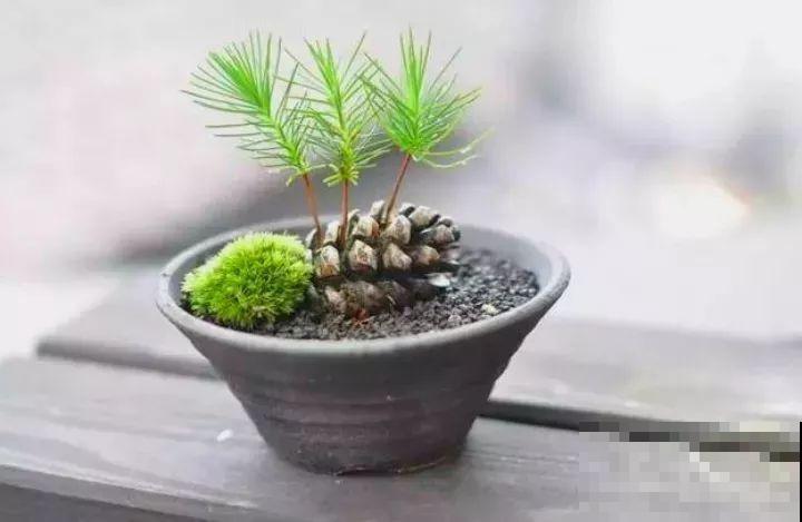 路边银杏摘个果，回家一处理，变成阳台小盆栽！