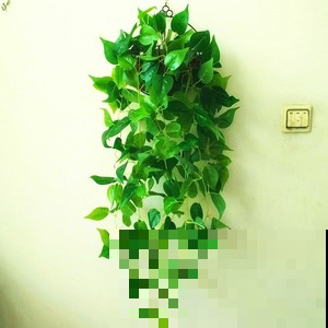 家里的花卉没有地方放，养养这些花，挂在墙上真是绝了！