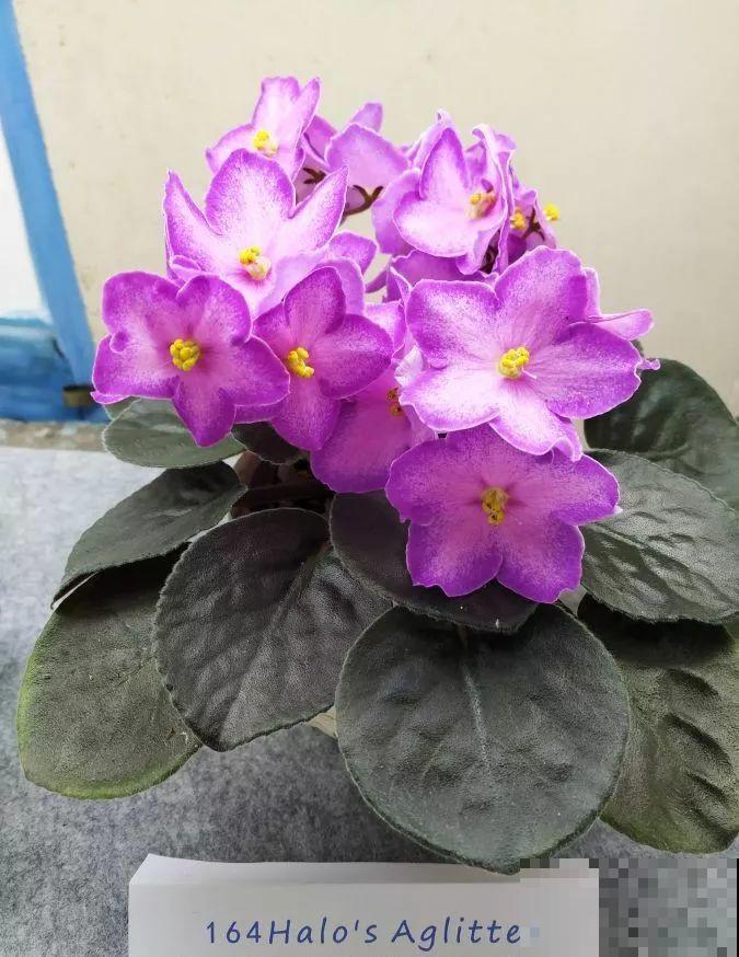 最耐阴的花就是它，光线弱也能开爆盆，越养越上瘾！