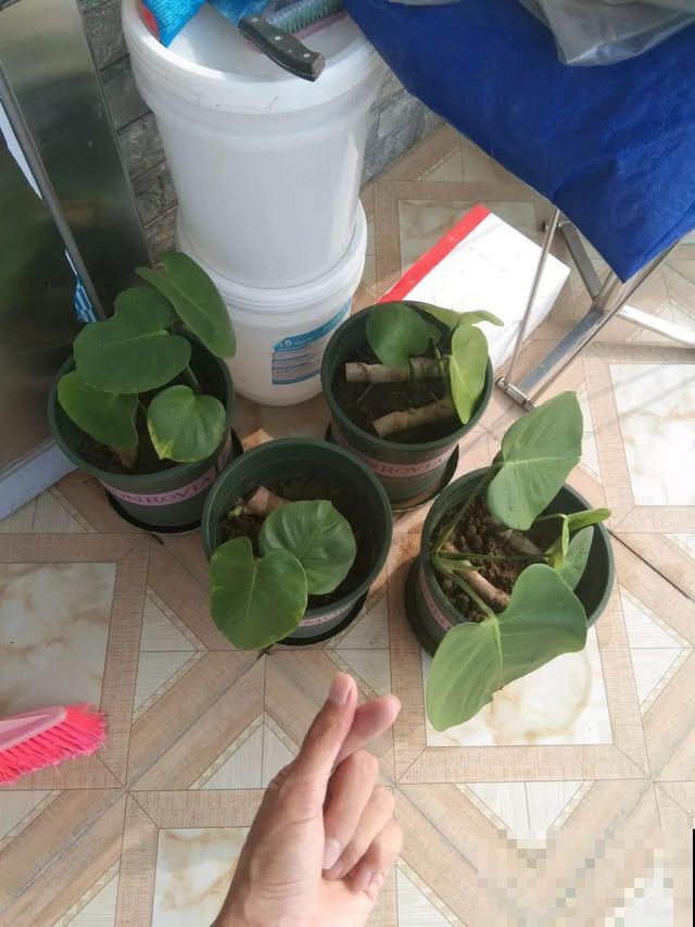 这花杆子比胳膊粗，砍一段就生根，1个月变老桩