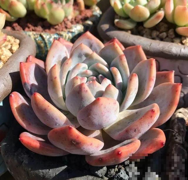 一排排的这种植物，整齐划一地放在阳台上，让人羡慕