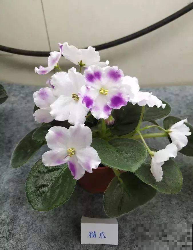 最耐阴的花就是它，光线弱也能开爆盆，越养越上瘾！