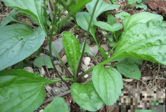 野外这杂草春天能赏叶，秋天挖出来能卖大价钱，你家门口就有！