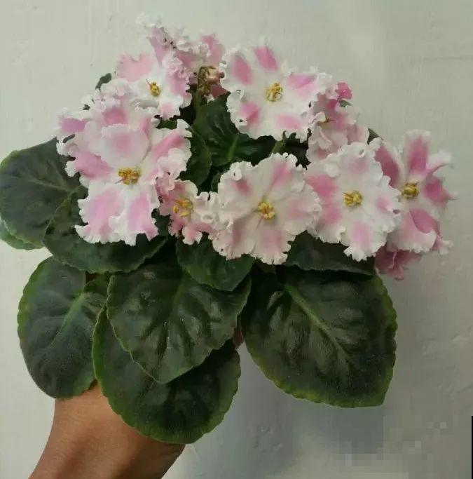 最耐阴的花就是它，光线弱也能开爆盆，越养越上瘾！