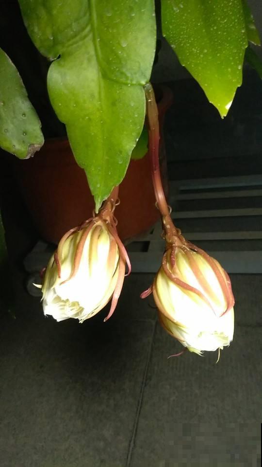 想让昙花再开一次，这么养护准没错，几招就能催出丰满大花！