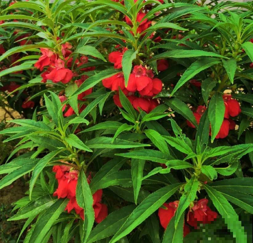 4种秋天最耐阴的花，就适合养在室内，不养就亏大了！