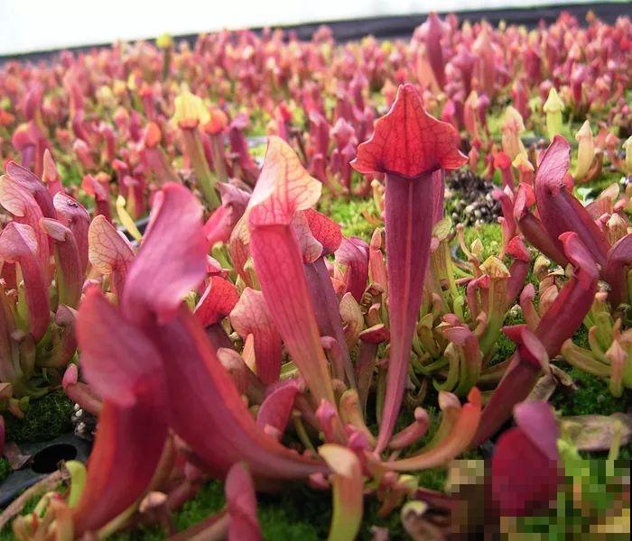 这5种重口味的花，自己就能“找食吃”，最适合秋冬养！