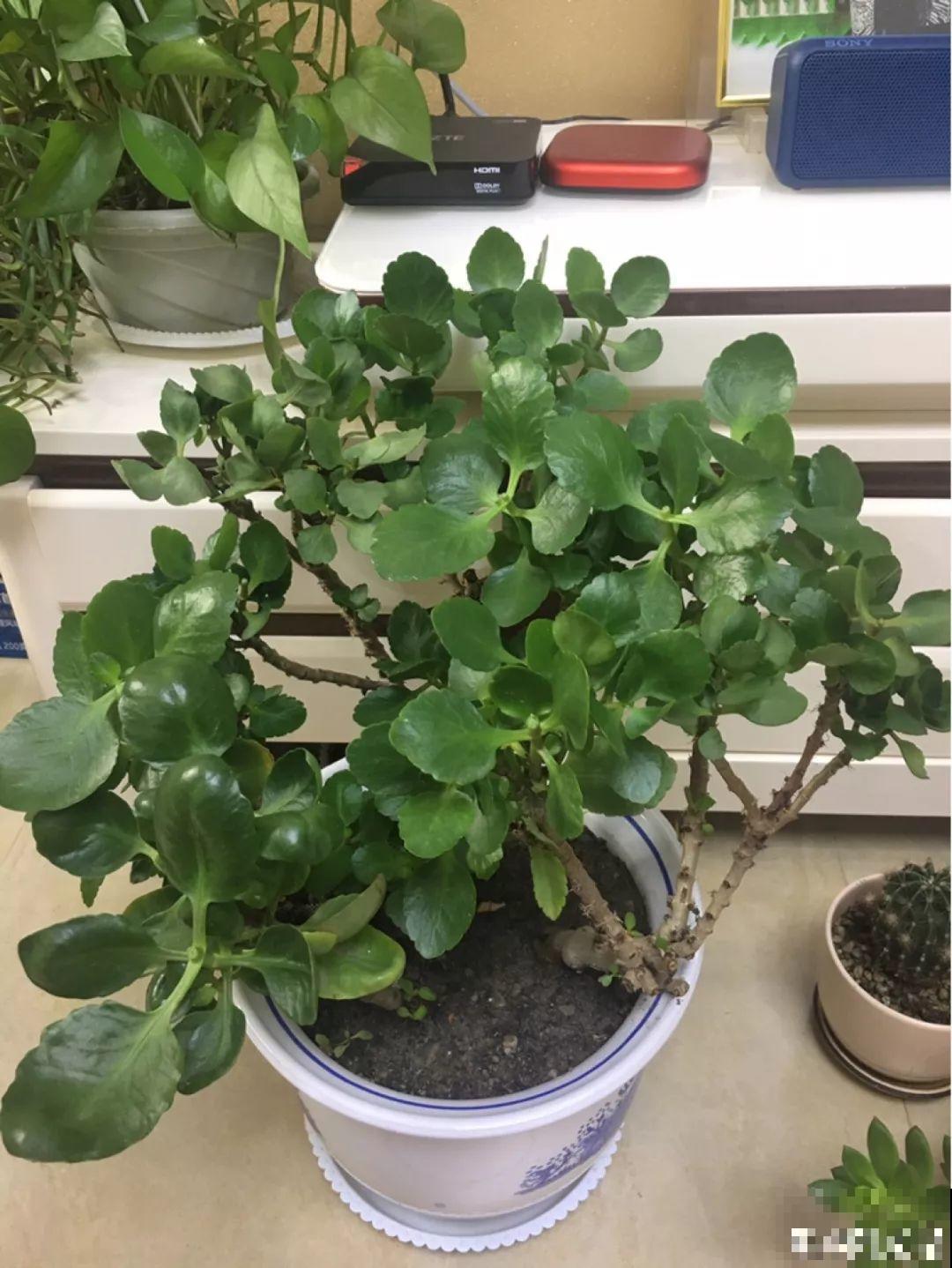 这花别养老桩，越老越不开花，砍1刀立马满头花苞！