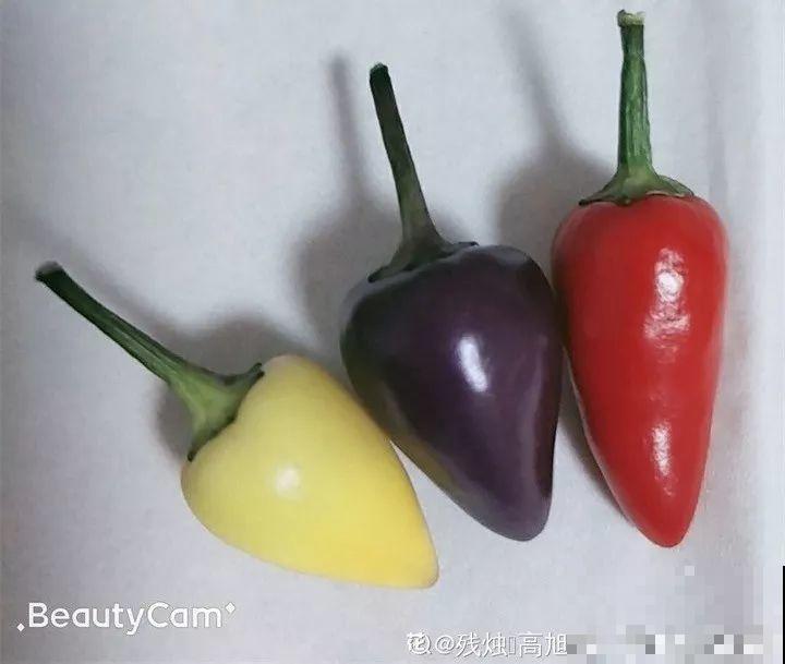 这花结的果子五颜六色，好看还能吃，比养绿萝省心多了！