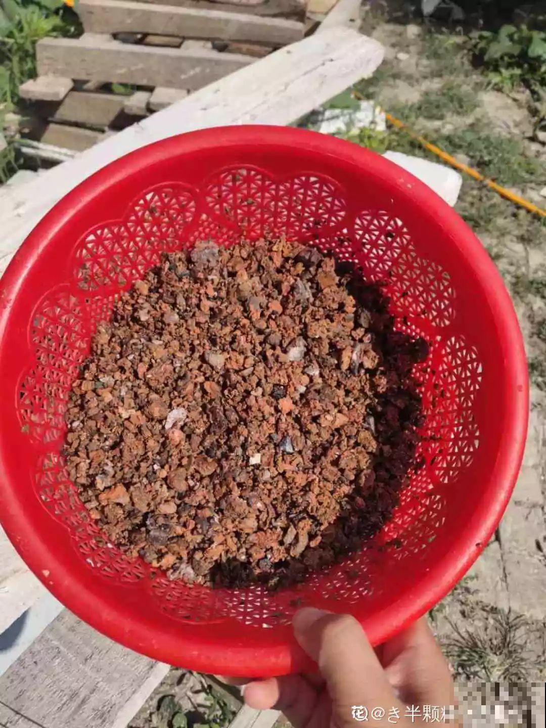 不要买土了，捡点它开水一烫，养多肉蹭蹭疯长！