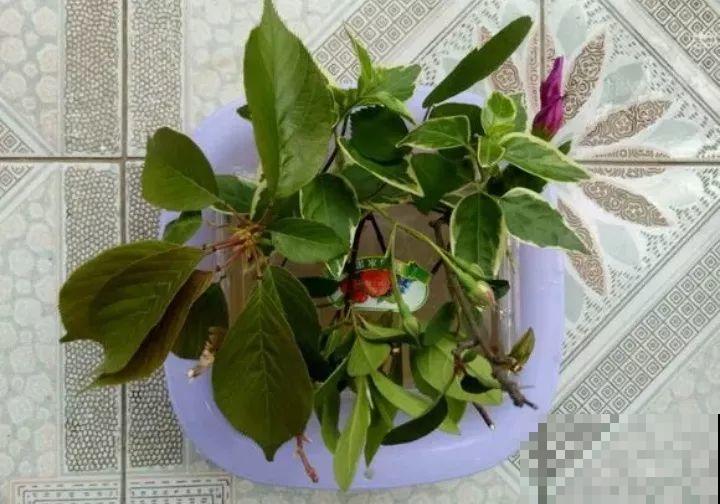 它是天然“生根剂”，给花浇一点，根系壮猛发芽！