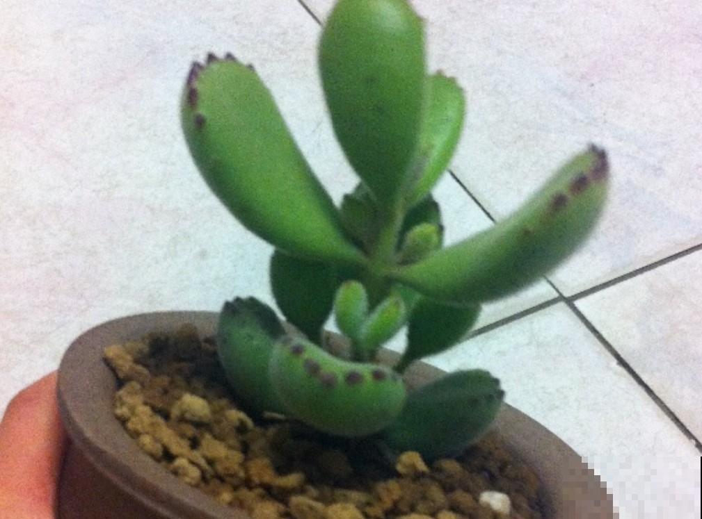 天气寒冷，家里养的太阳花不开花，还是转战小多肉吧！