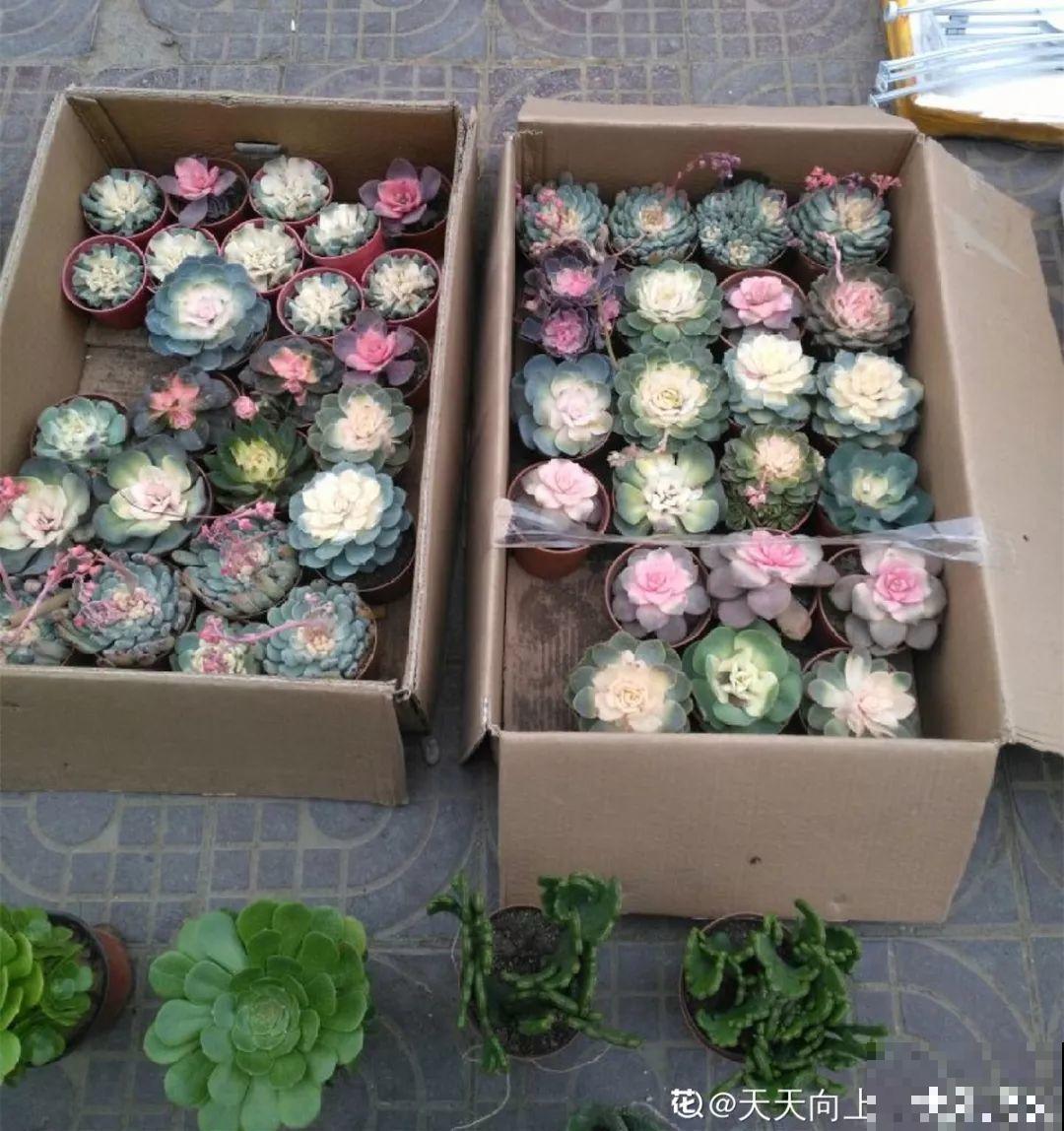 秋天别买这8种花，一回家就掉苞，养不活要后悔！