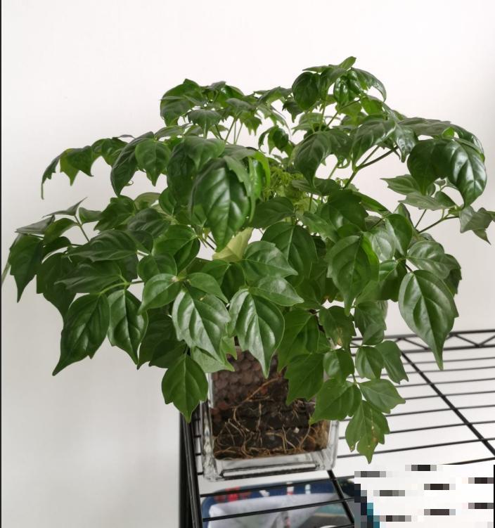 这花偏在秋天矫情，风一吹就黄叶，能不能治好就看现在！