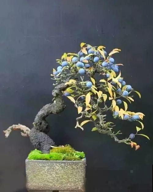 一个碗大的花盆，也能种出苹果树？别说，看着还挺诱人的！