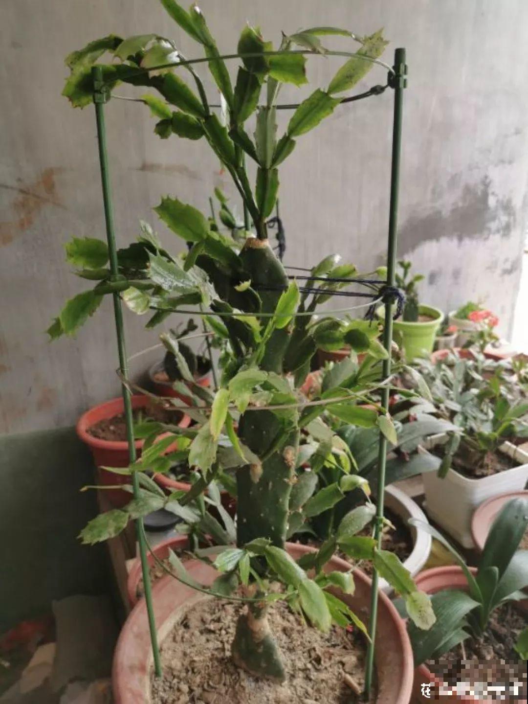 秋天别买这8种花，一回家就掉苞，养不活要后悔！