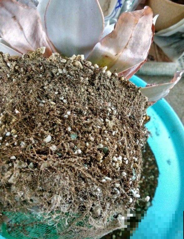 多肉也要贴秋膘，盆里撒点它，叶子胖得要爆炸！