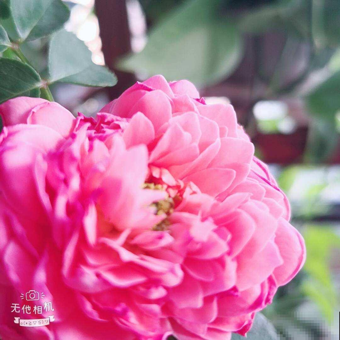 牡丹在秋天什么时候种？移栽对了容易开花，开花爆盆不困难！