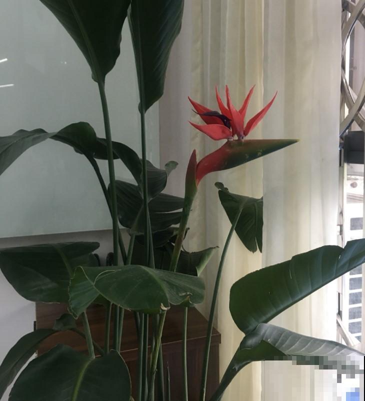 这花真像鹤望兰，但却不开花，花市上选择可要注意了！