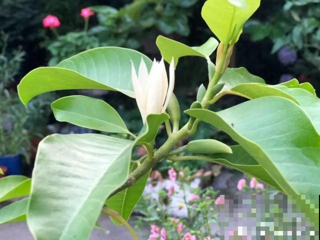 花香堪比香水，邻居大妈都追着问，眼馋极了