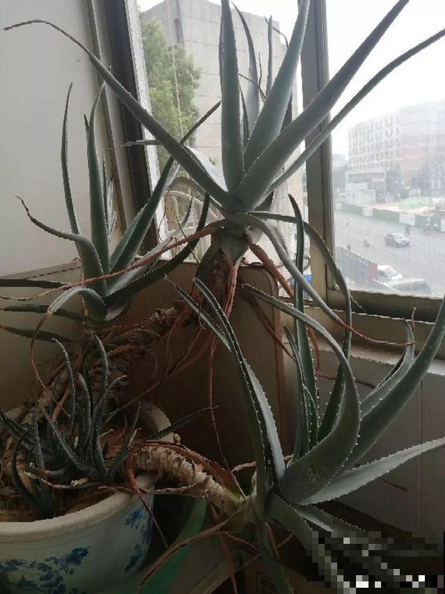 这花杆子比胳膊粗，砍一段就生根，1个月变老桩
