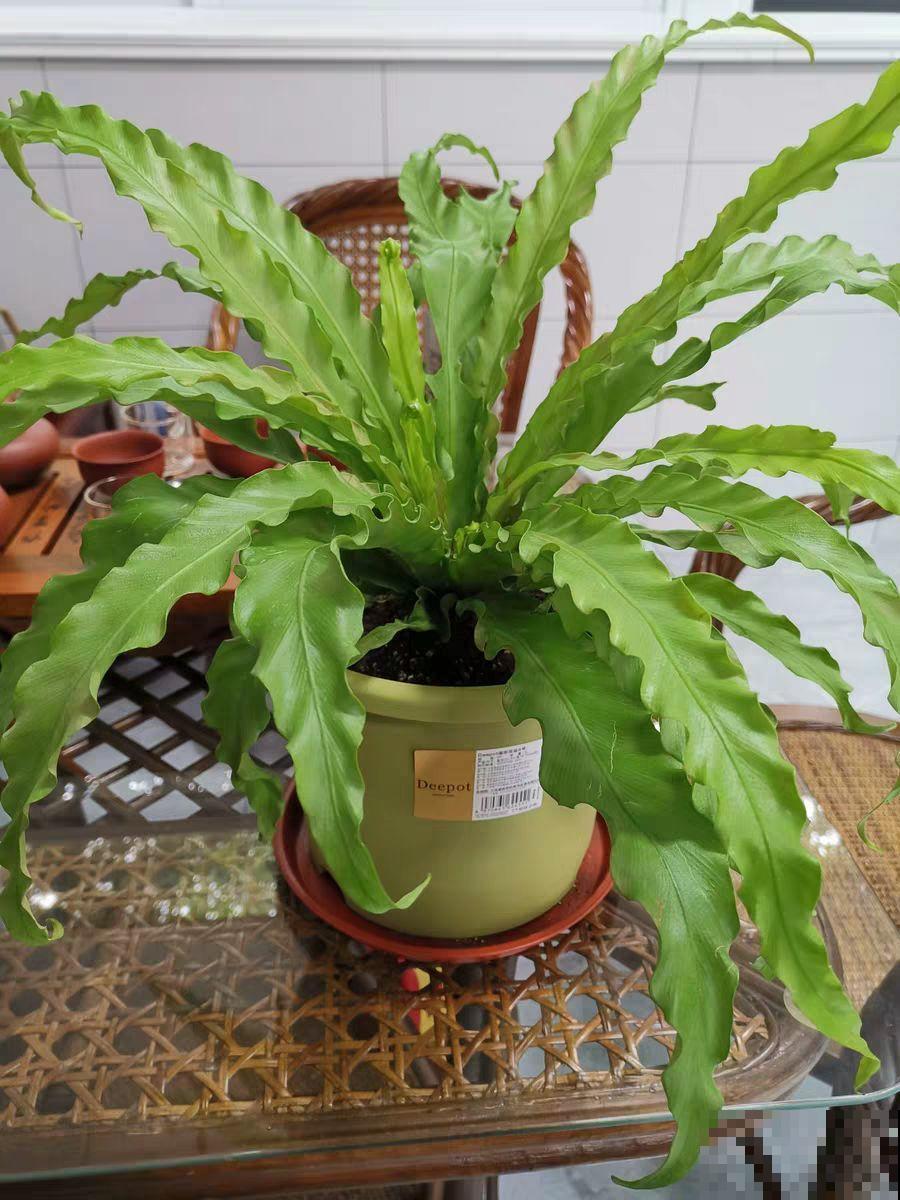 卫生间里养盆它，耐阴好养活，杀菌还能去异味！