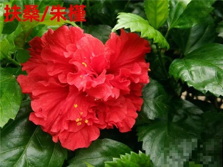 这花一年四季都在开，堪称劳模，可别买到假货！