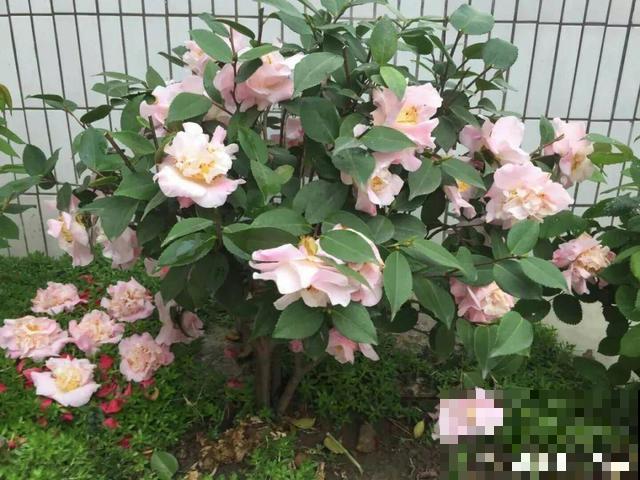 这花在北方不好养，买一盆死一盆，真愁人