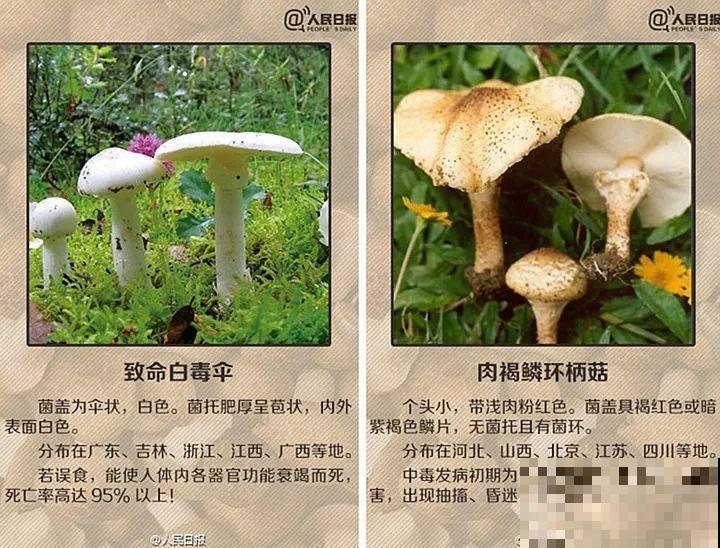 出门碰见这8种草，千万别碰，离的越远越好！