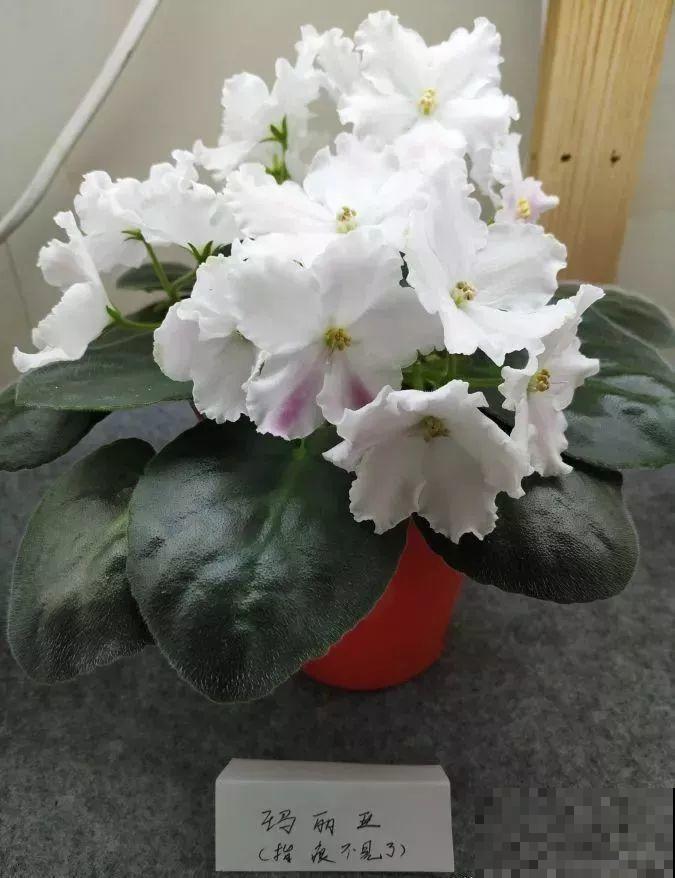 最耐阴的花就是它，光线弱也能开爆盆，越养越上瘾！