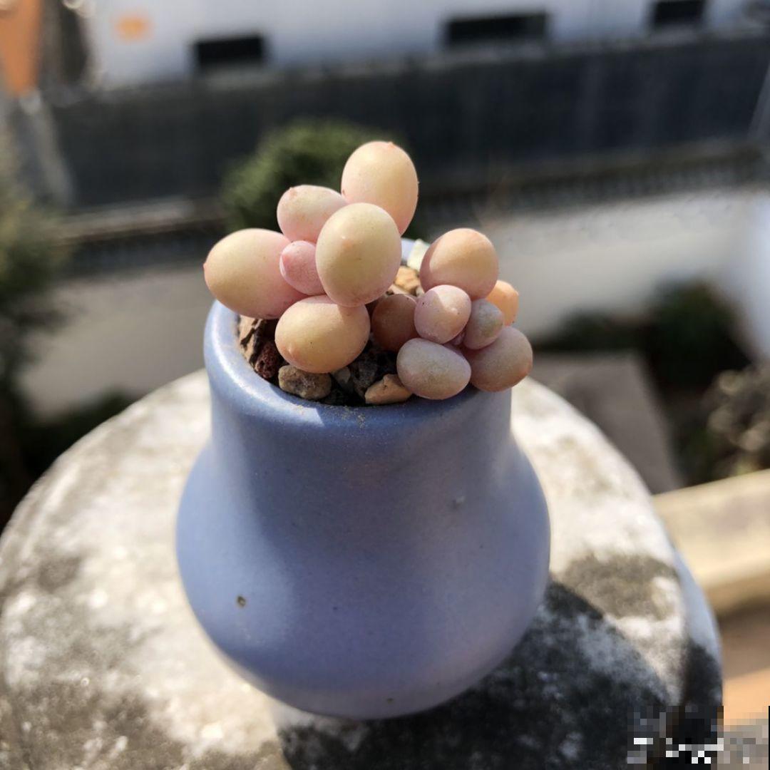 这种多肉，花盆比拇指还小，1月长成小老桩！