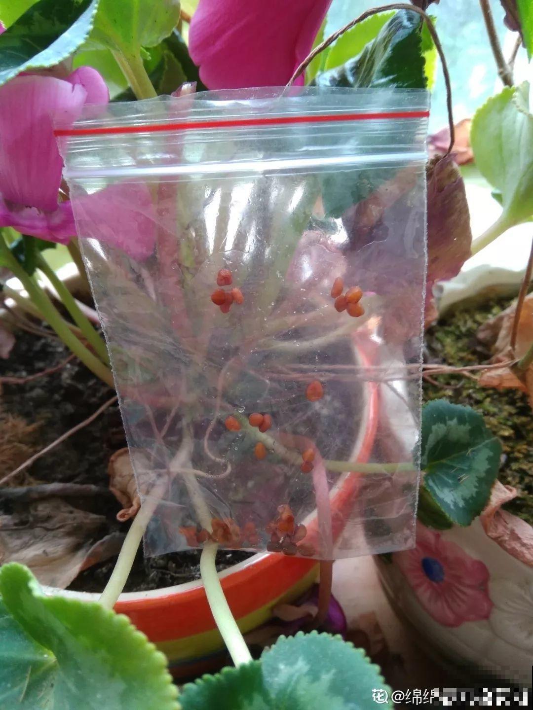 快死的花，挖出来换个盆，立马呼呼长新叶，活了！