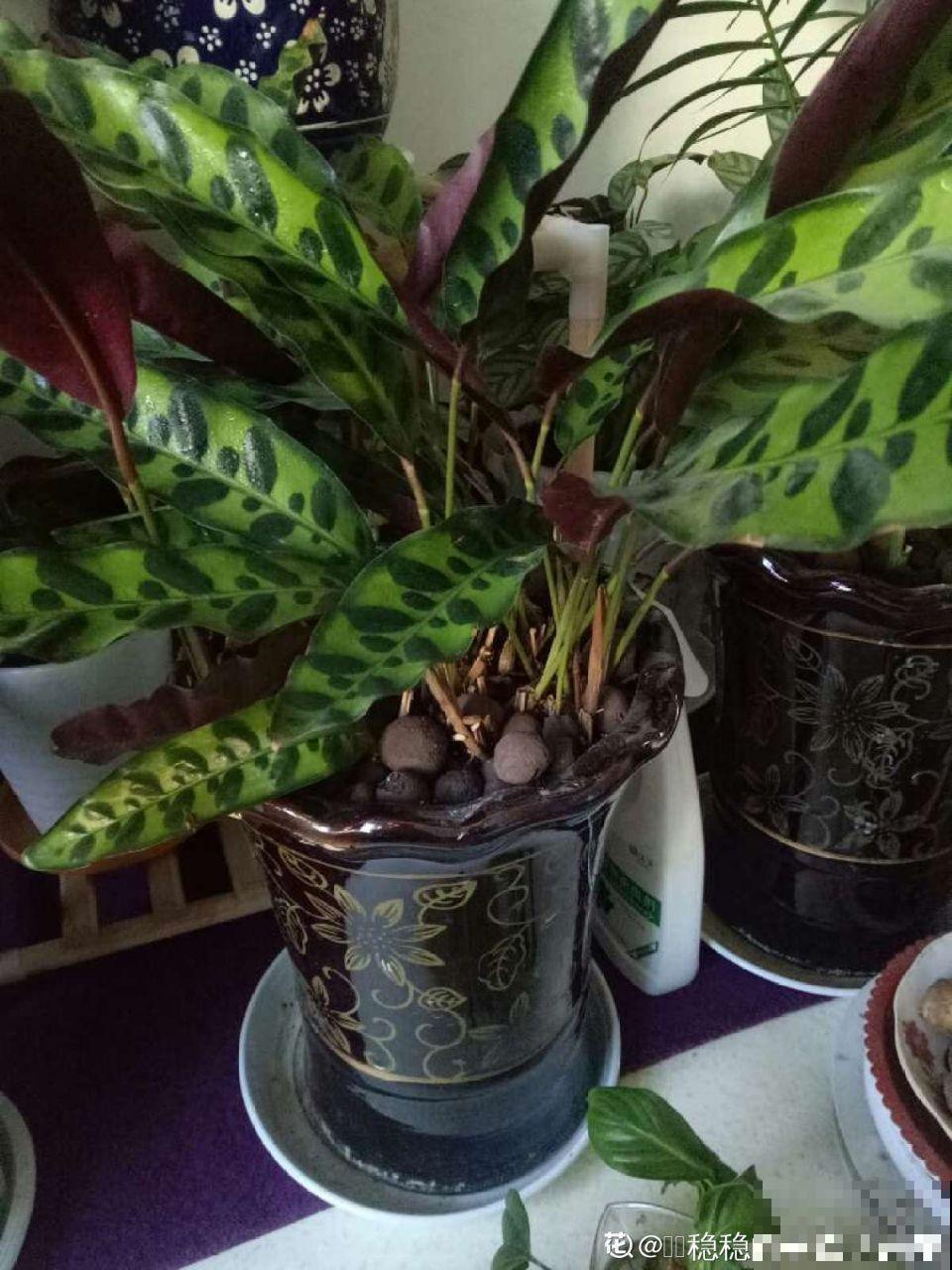 花蔫了别总浇水，这5点不知道，浇一盆死一盆！