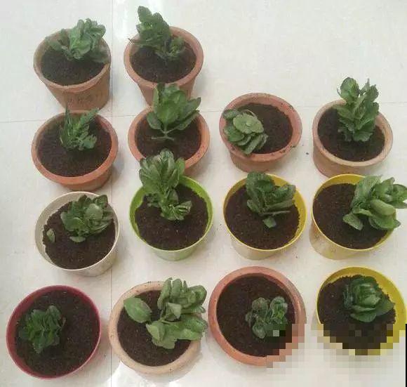 扦插正是好时候，1盆变10盆，还能分给邻居！
