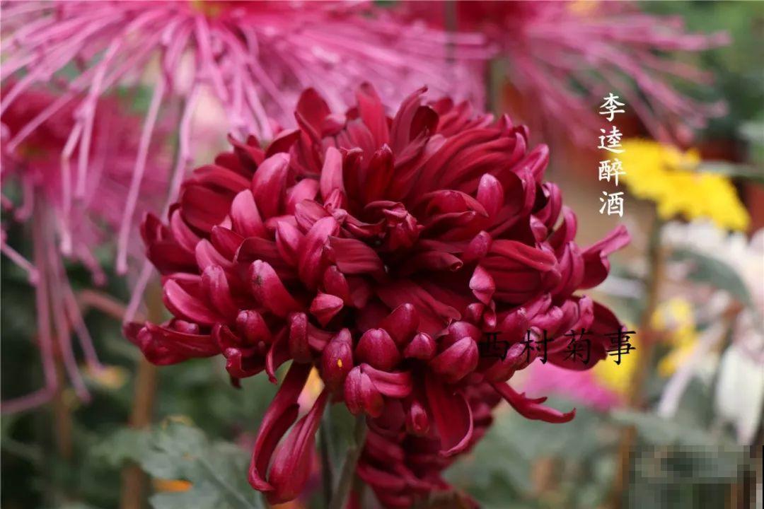 秋天啥花都可以不养，唯独这1种，100盆都不嫌多！
