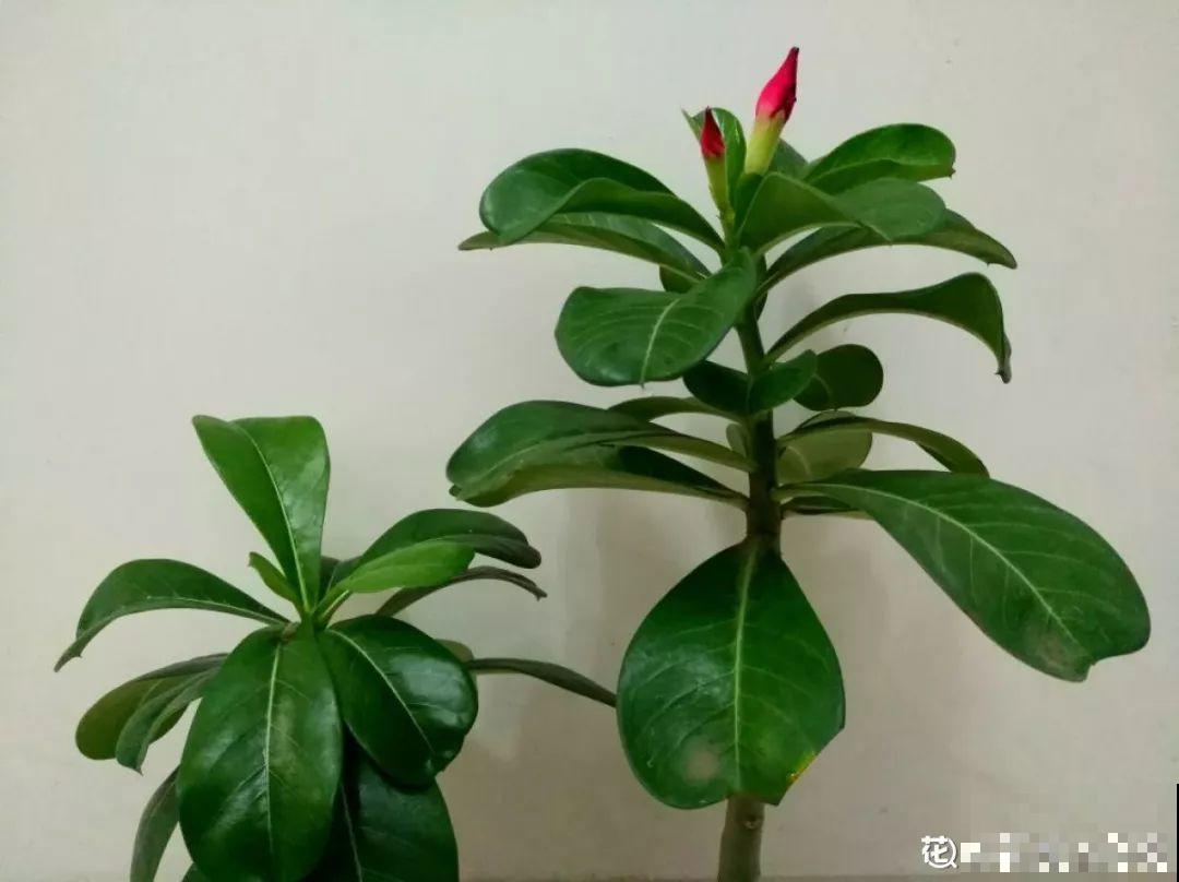 年年买花，年年收空盆，一直以来的方法全都用错了！