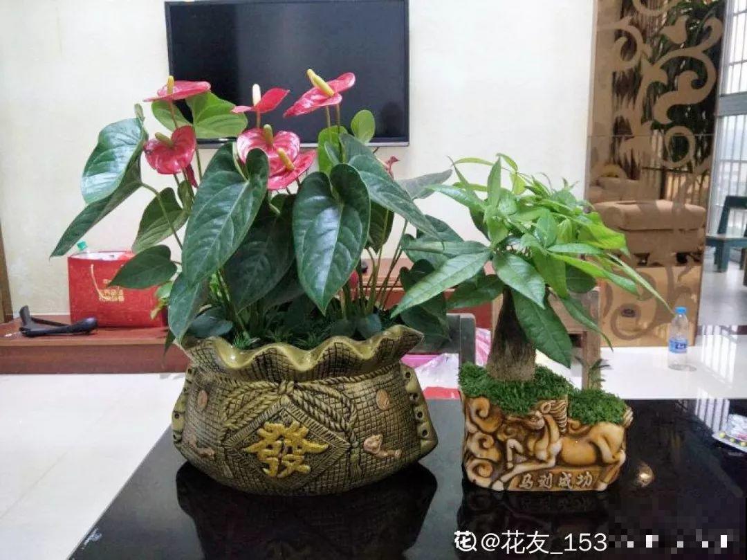 3种懒人花，一年四季都能开，阳台养花必备！