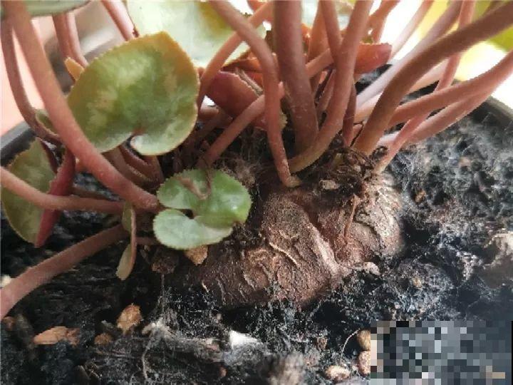 秋天别买这8种花，一回家就掉苞，养不活要后悔！