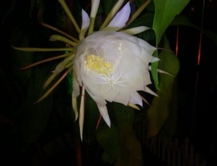 你们见过昙花开花吗？没有见过的，掐个叶，就能种！