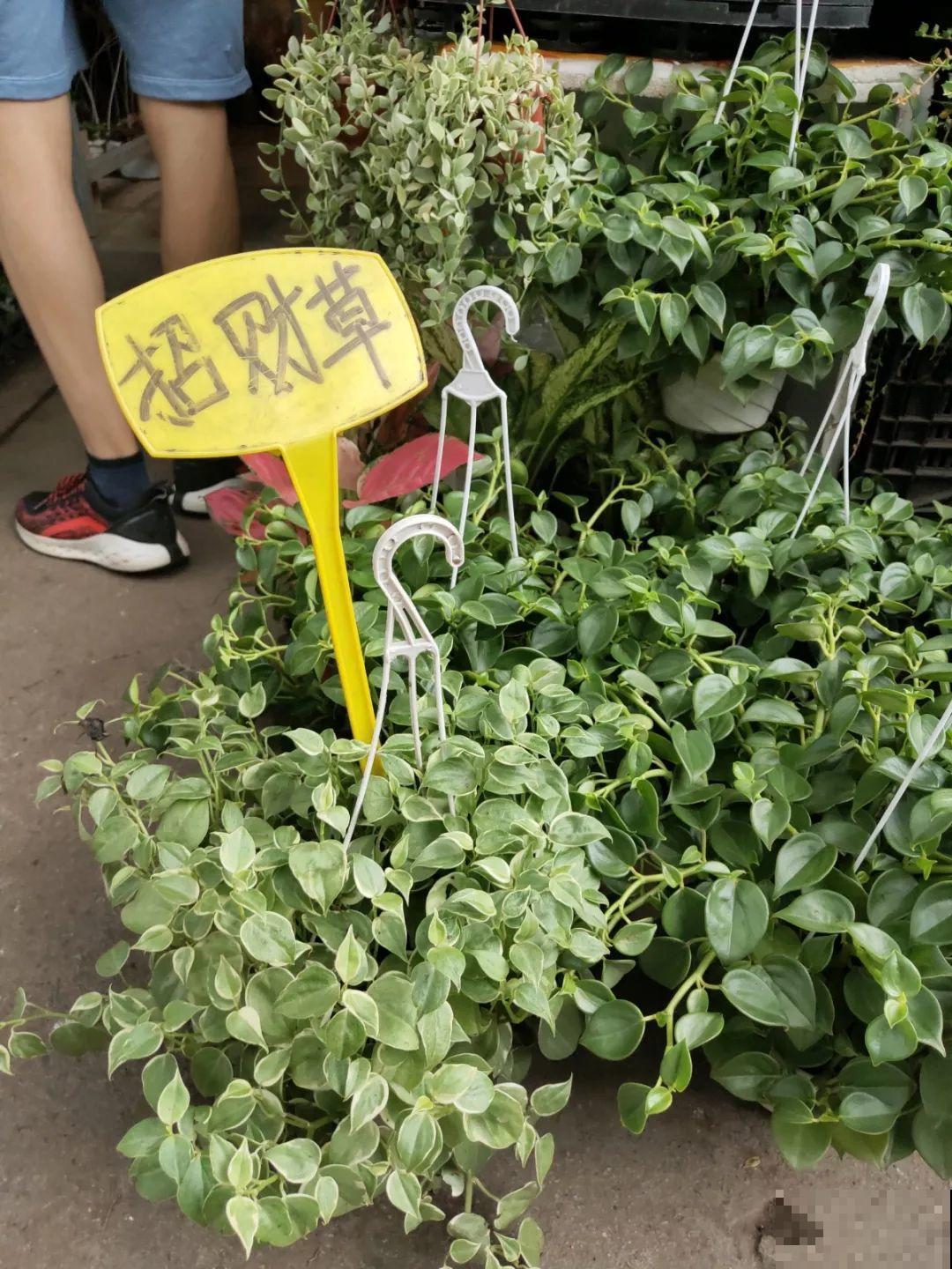 9月份逛花市，这花最好看、最好养，放心抱回家！