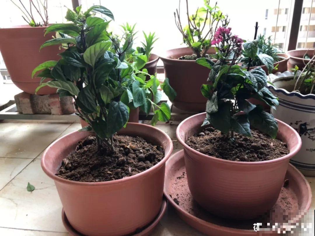 这花全年无休，能爬藤能开花，白珠子一个接一个！